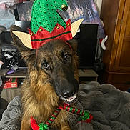 Justice joined the competition — help win amazing prizes! dog, german_shepherd, pet, animal, costume, holiday, elf_hat, festive, blanket, cozy, indoor, fur, ears, collar, playful, expression, head_tilt, home, furniture, decor