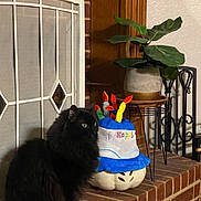 Luna is registered to the contest to win money with this photo: black_cat, cat, fluffy, green_eyes, brick_hearth, pumpkin, birthday_hat, colorful_candles, plant, potted_plant, fireplace, fireplace_tools, indoor, decor, home, cozy, animal, pet, sitting, fur