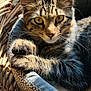 animal, basket, bed, cat, closeup, comfort, cozy, ears, feline, fur, indoor, patterned, paws, pet, relaxed, resting, sunlight, tabby_cat, whiskers, yellow_eyes