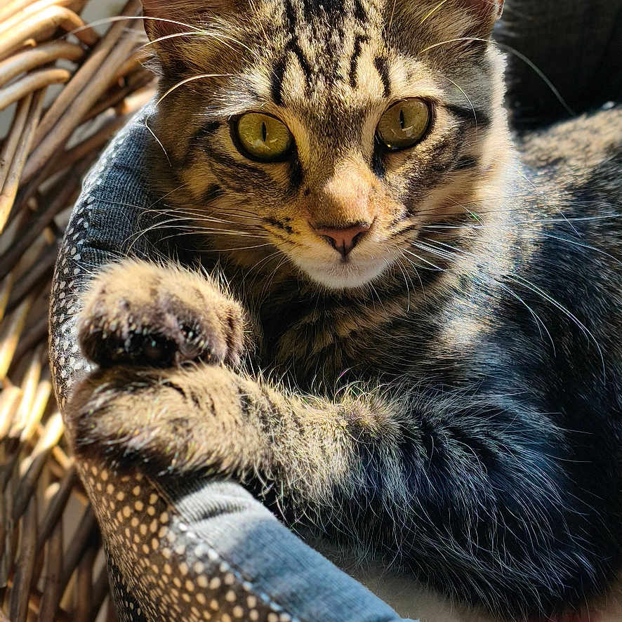 Aïko participe au concours pour gagner de l'argent avec cette photo : animal, basket, bed, cat, closeup, comfort, cozy, ears, feline, fur, indoor, patterned, paws, pet, relaxed, resting, sunlight, tabby_cat, whiskers, yellow_eyes