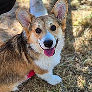 Léo participe au concours pour gagner de l'argent avec cette photo : dog, corgi, happy, tongue_out, ears, outdoor, grass, pet, canine, animal, brown, white, fur, smile, looking_up, sunlight, daylight, casual, shoes, person