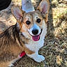 dog, corgi, happy, tongue_out, ears, outdoor, grass, pet, canine, animal, brown, white, fur, smile, looking_up, sunlight, daylight, casual, shoes, person