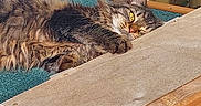 Freya participe au concours pour gagner de l'argent avec cette photo : cat, tabby, fluffy, relaxed, sunlight, carpet, wood, ramp, pet, animal, indoor, resting, feline, cozy, home, cute, lazy, whiskers, ears, yellow_eyes