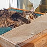 cat, tabby, fluffy, relaxed, sunlight, carpet, wood, ramp, pet, animal, indoor, resting, feline, cozy, home, cute, lazy, whiskers, ears, yellow_eyes