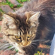 Freya a rejoint le concours — aidez-le/la à gagner de superbes lots ! cat, tabby, fur, whiskers, outdoor, sunlight, cobblestone, path, closeup, animal, pet, walking, curious, yellow_eyes, nature, mammal, feline, head, ears, nose