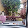 Freya participe au concours pour gagner de l'argent avec cette photo : cat, tabby_cat, window, potted_plant, purple_flowers, pink_cup, plate, food_scraps, outdoor, bush, stone_path, curious, pet, animal, nature, garden, feline, looking, sitting, daylight