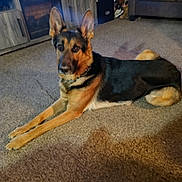 Neko joined the competition — help win amazing prizes! canine, carpet, chain_collar, companion, couch, dog, domestic, ears, floor, furniture, german_shepherd, home_interior, indoor, living_room, lying_down, pet, pillow, relaxed, television, wooden_furniture