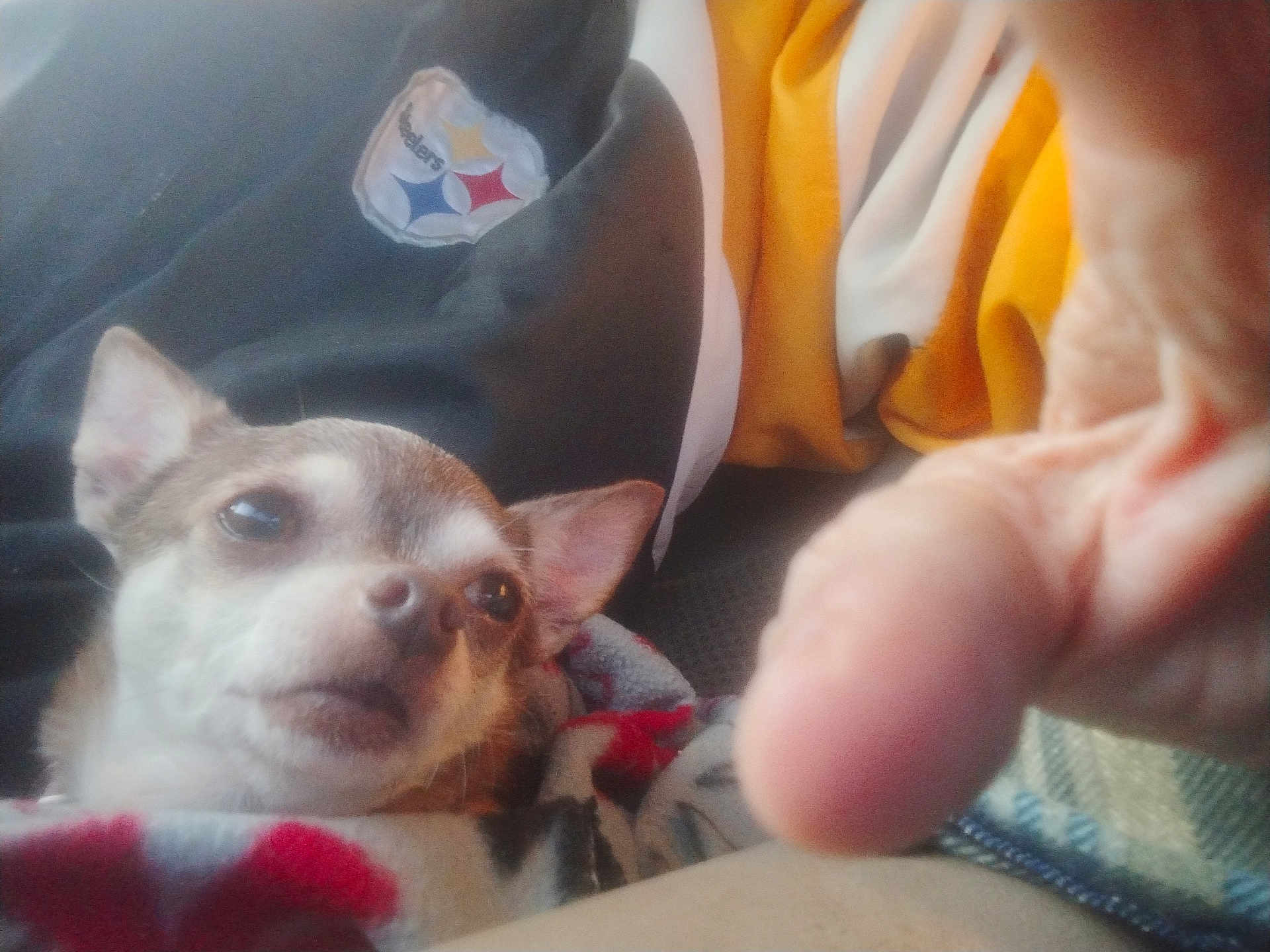 Dawn Kightpeanit joined the competition — help win amazing prizes! dog, chihuahua, blanket, hand, close_up, indoor, fabric, logo, paw, pet, animal, fur, small_dog, brown, white, snout, ear, portrait, cozy, resting