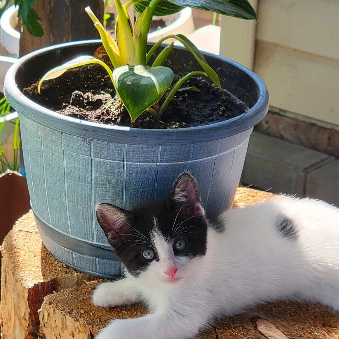 Kiska joined the competition — help win amazing prizes! adorable, black_and_white, cat, curious, cute, fur, greenery, kitten, nature, outdoor, pet, plant, pot, relaxing, resting, small, sunlight, tree_stump, whiskers, young_animal