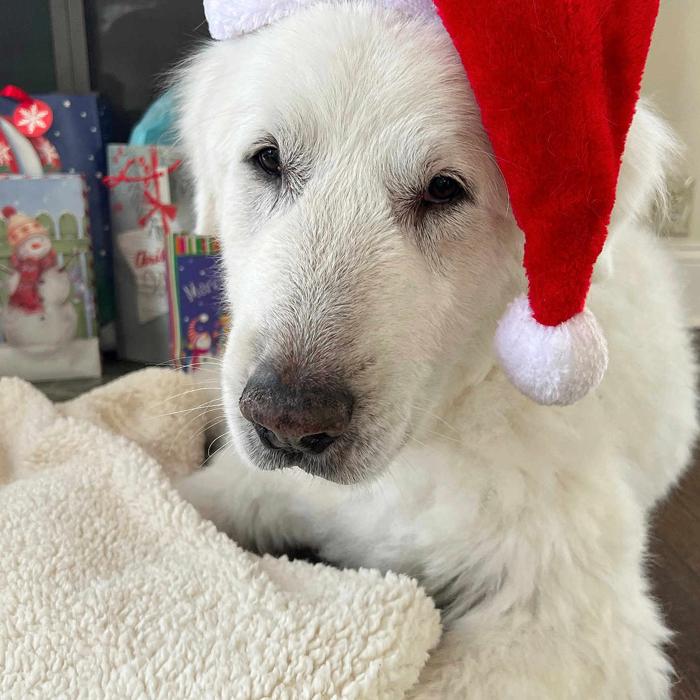 Prince joined the competition — help win amazing prizes! animal, blanket, canine, clothing, couch, dog, eskimodog, face, furniture, goldenretriever, hat, head, hound, labradorretriever, person, pet, puppy, terrier, towel, whitedog