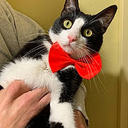 Floki a rejoint le concours — aidez-le/la à gagner de superbes lots ! alert, animal, black_and_white, cat, close_up, cute, domestic_cat, eyes, feline, fur, hand, holding, indoor, pet, pink_nose, portrait, red_bow_tie, tuxedo_cat, whiskers, yellow_background