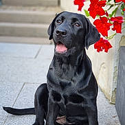 Salsa a rejoint le concours — aidez-le/la à gagner de superbes lots ! dog, puppy, black_labrador, sitting, outdoor, flowers, red_flowers, stone_steps, patio, tile_floor, pet, canine, young_dog, animal, cute, adorable, fur, ears, tongue, happy
