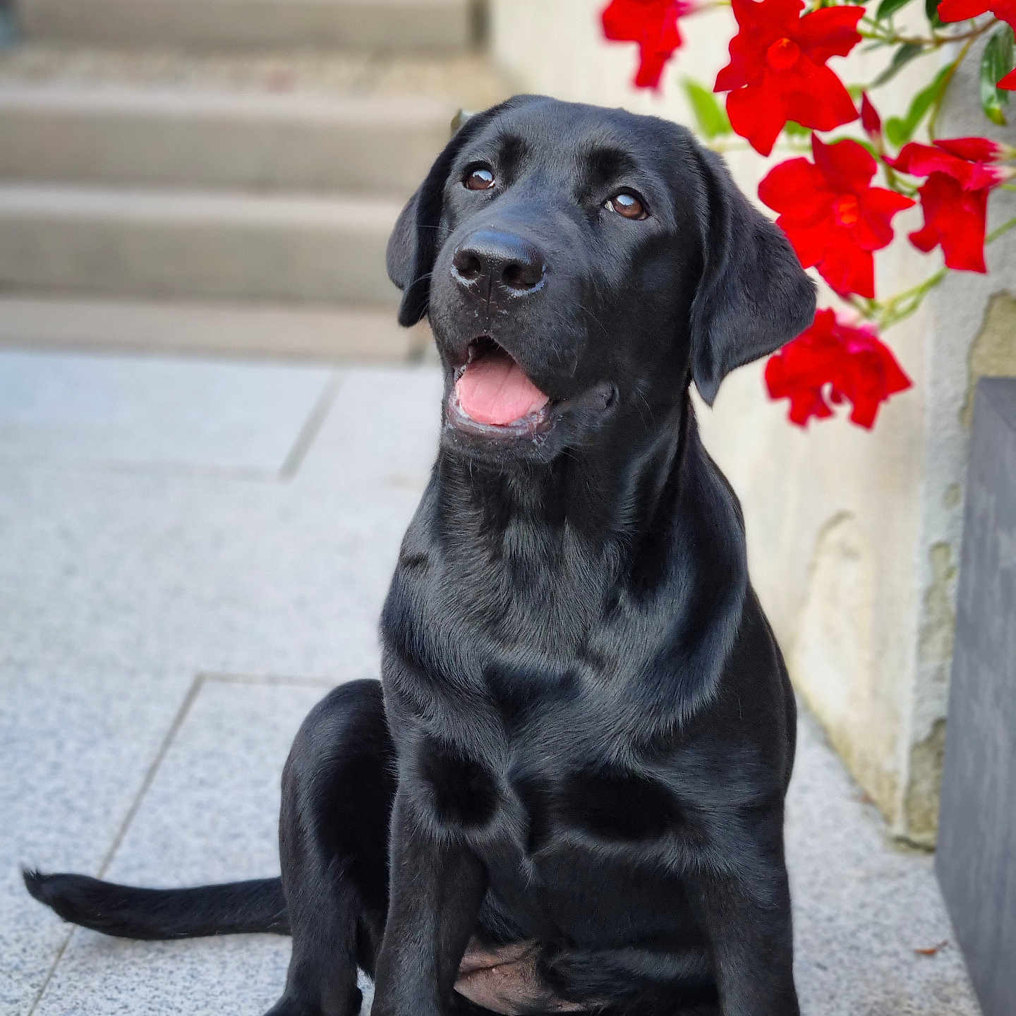 Salsa a rejoint le concours — aidez-le/la à gagner de superbes lots ! adorable, animal, black_labrador, canine, cute, dog, ears, flowers, fur, happy, outdoor, patio, pet, puppy, red_flowers, sitting, stone_steps, tile_floor, tongue, young_dog