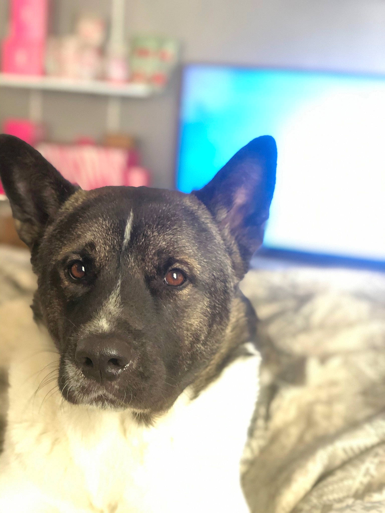 Niko joined the competition — help win amazing prizes! bicycle, canidae, carnivore, collar, companion_dog, dog, dog_breed, ear, electric_blue, eye, fawn, fur, non_sporting_group, snout, sporting_group, whiskers, working_animal