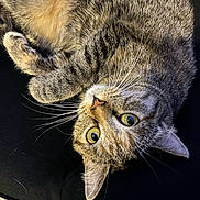 émeraude participe au concours pour gagner de l'argent avec cette photo : cat, tabby, feline, pet, whiskers, fur, yellow_eyes, curled_up, resting, close_up, indoor, cute, animal, mammal, domestic_animal, soft_texture, relaxed, black_background, looking_up, ears