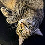 cat, tabby, feline, pet, whiskers, fur, yellow_eyes, curled_up, resting, close_up, indoor, cute, animal, mammal, domestic_animal, soft_texture, relaxed, black_background, looking_up, ears