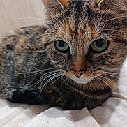 émeraude participe au concours pour gagner de l'argent avec cette photo : animal, cat, close_up, cute, domestic, feline, focused, fur, green_eyes, indoor, mammal, pet, portrait, relaxed, resting, soft_surface, striped, tabby, whiskers, young_cat