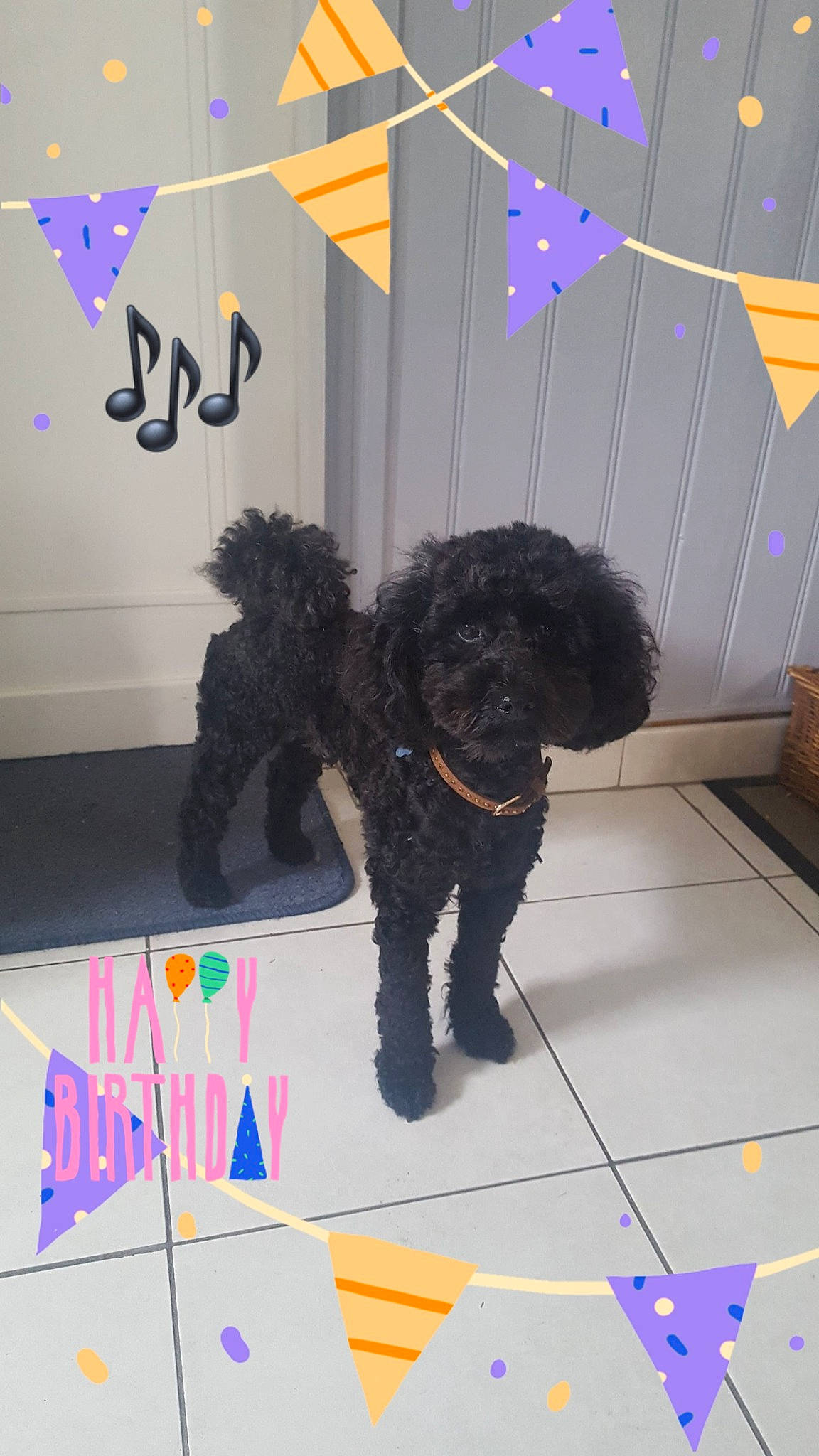 Mitsou participe au concours pour gagner de l'argent avec cette photo : canidae, carnivore, collar, companion_dog, dog, dog_breed, dog_supply, flooring, fur, liver, logo, magenta, non_sporting_group, pet_supply, poodle, sporting_group, toy_dog, water_dog, working_animal