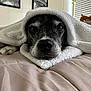 Bob is registered to the contest to win money with this photo: dog, blanket, bed, cozy, indoor, portrait, animal, pet, face, fur, snout, ears, cushion, home, wall_art, plant, relaxed, resting, comfort, closeup