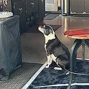 Bob is registered to the contest to win money with this photo: dog, black_and_white, sitting, indoor, kitchen, rug, table, trash_can, cabinet, floor, mat, pet, animal, domestic, furniture, quiet, waiting, side_view, raiders, home
