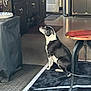 dog, black_and_white, sitting, indoor, kitchen, rug, table, trash_can, cabinet, floor, mat, pet, animal, domestic, furniture, quiet, waiting, side_view, raiders, home
