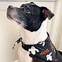 dog, black_and_white, bandana, halloween, ghosts, indoors, pet, sitting, curious, attentive, canine, fur, portrait, animal, companion, cute, friendly, looking_up, floor, carpet