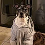 Bob is registered to the contest to win money with this photo: dog, hoodie, clothing, pet, indoor, tile_floor, brown_towel, black_and_white_dog, animal, sitting, looking_at_camera, ears_up, cute, companion, domestic, fur, mammal, portrait, casual, cozy