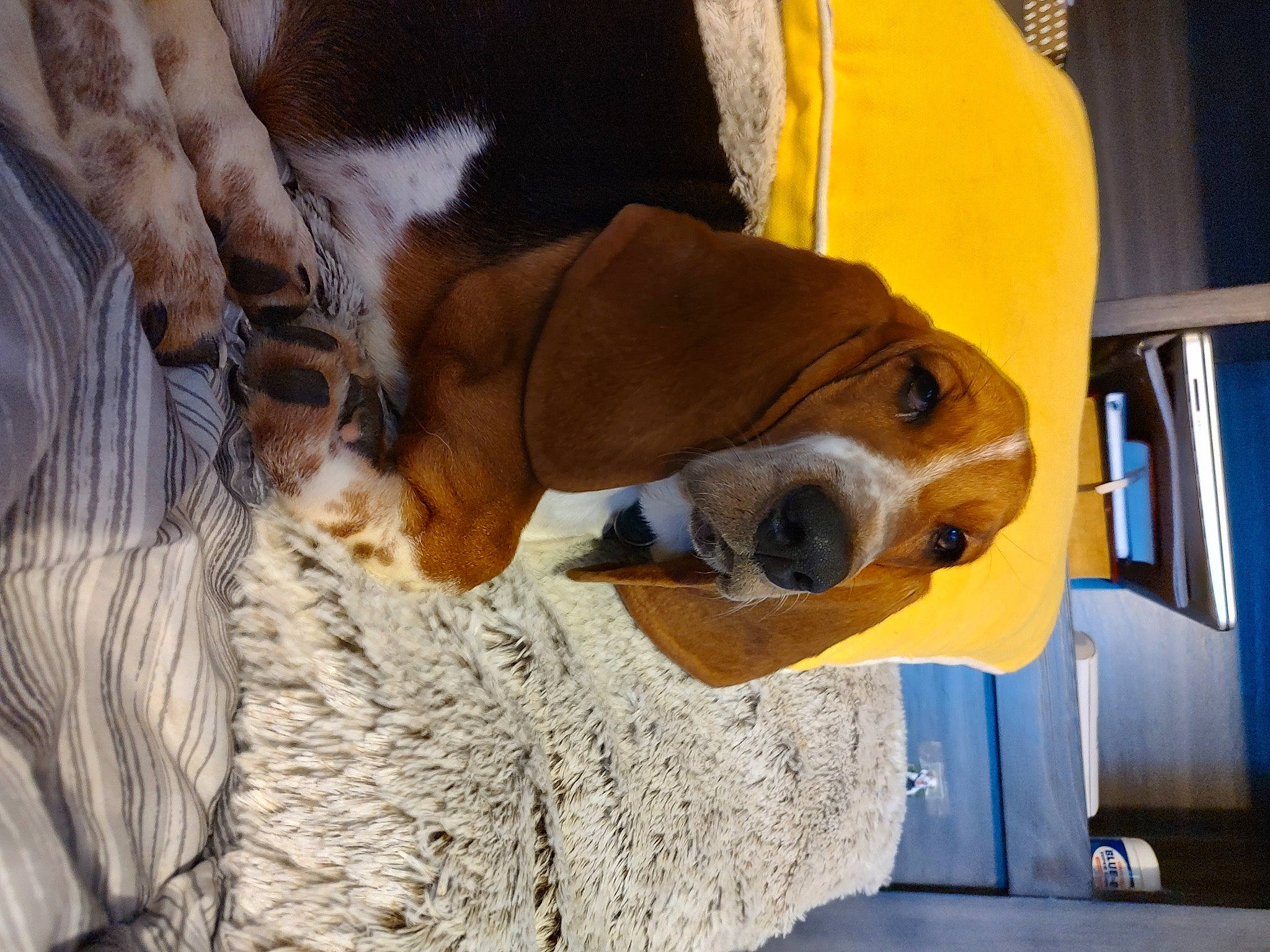 Daphne joined the competition — help win amazing prizes! basset_hound, canidae, carnivore, collar, companion_dog, dog, dog_breed, dog_collar, dog_supply, fawn, fur, liver, non_sporting_group, pet_supply, scent_hound, snout, sporting_group, whiskers, wood, working_animal