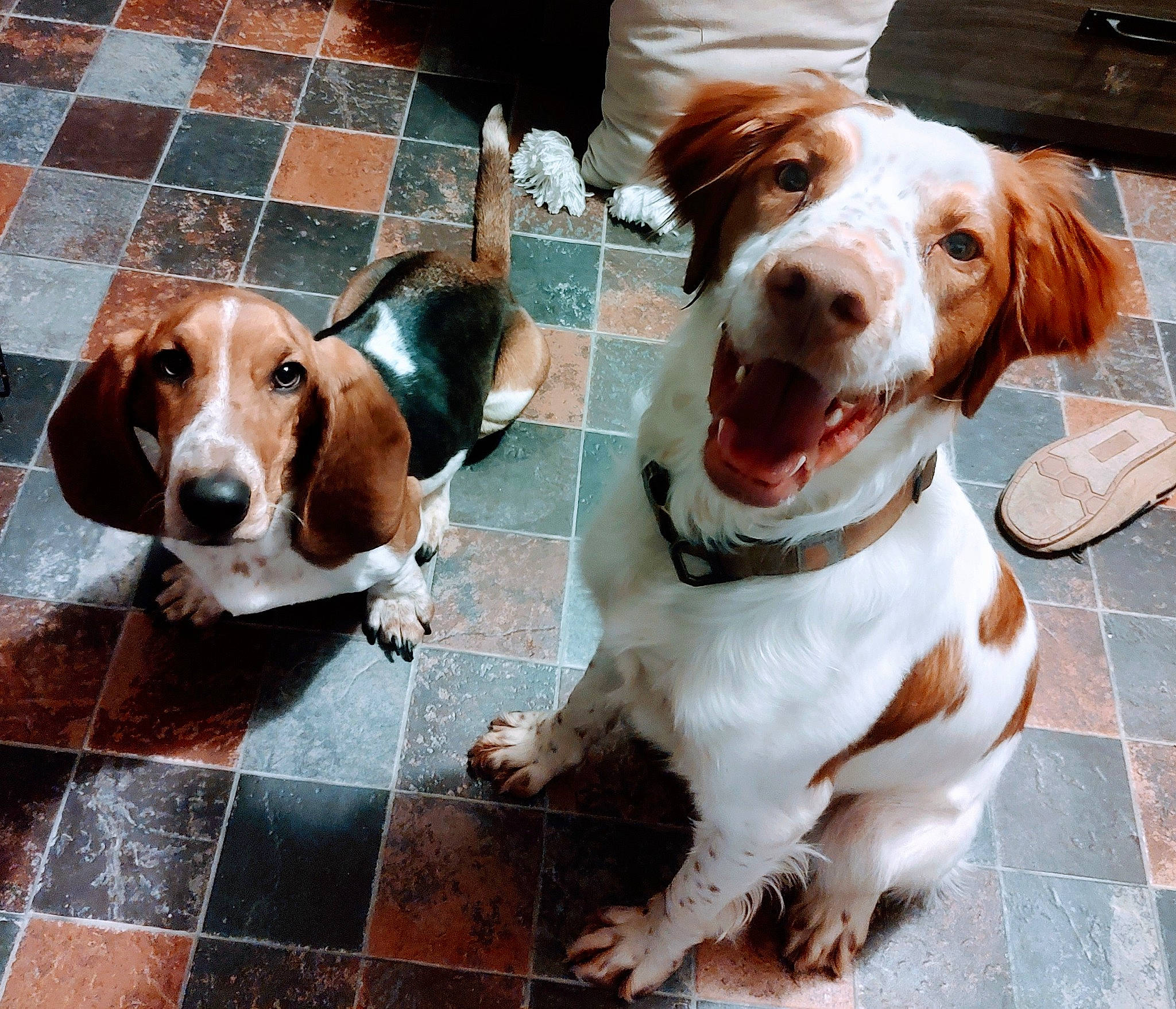 Ezra is registered to the contest to win money with this photo: canidae, carnivore, collar, companion_dog, dog, dog_breed, dog_collar, dog_supply, fur, gun_dog, hunting_dog, leash, liver, pet_supply, scent_hound, snout, sporting_group, working_animal