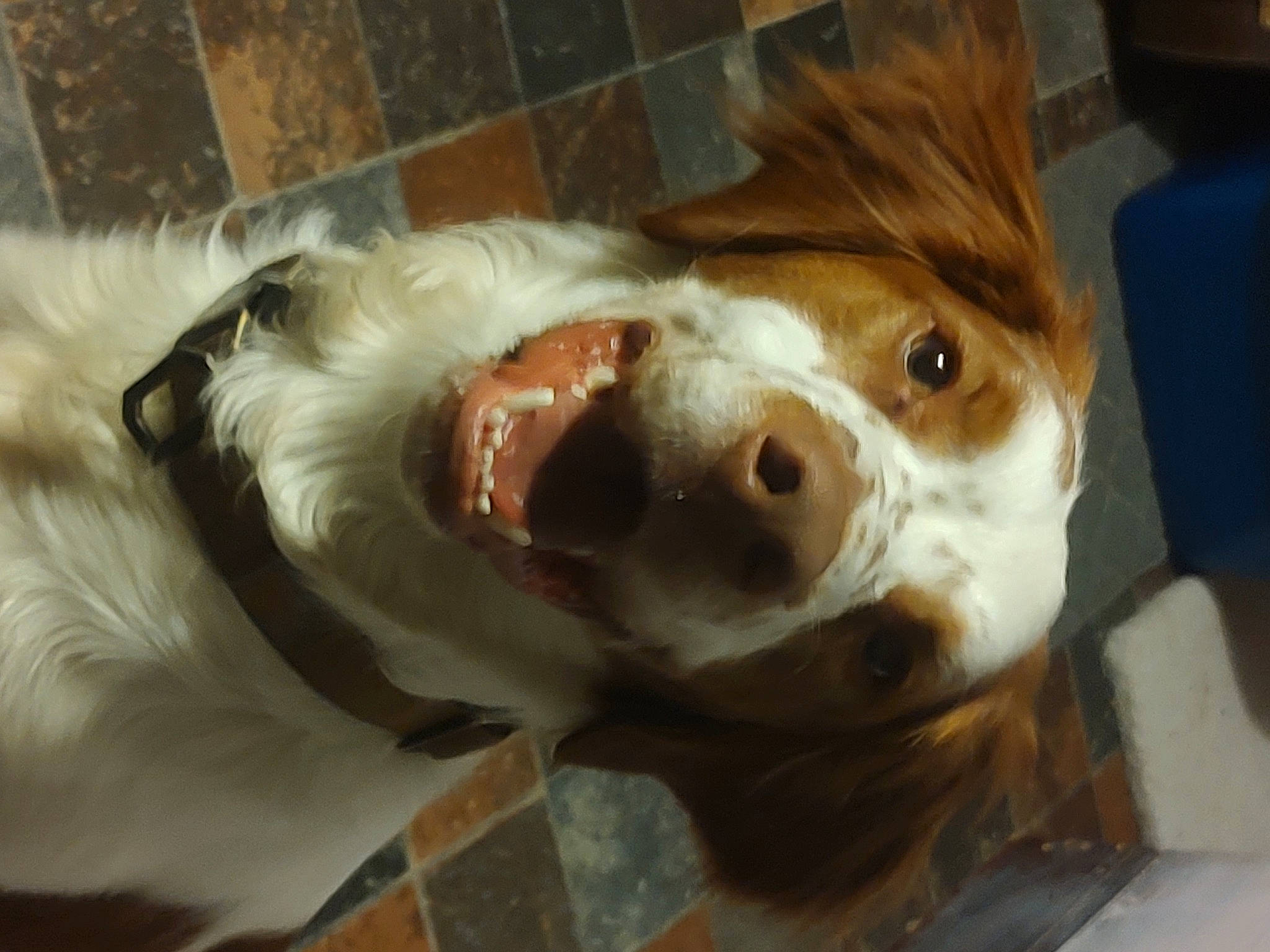 Ezra joined the competition — help win amazing prizes! canidae, carnivore, collar, companion_dog, dog, dog_breed, ear, eye, eyewear, fawn, fur, jaw, liver, snout, spaniel, sporting_group, whiskers, working_animal