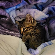 Akira a rejoint le concours — aidez-le/la à gagner de superbes lots ! kitten, cat, sleeping, blanket, cozy, fur, cute, pet, animal, resting, soft, warm, indoor, comfort, striped, young, small, cute_animal, feline, relaxed