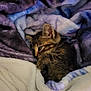kitten, cat, sleeping, blanket, cozy, fur, cute, pet, animal, resting, soft, warm, indoor, comfort, striped, young, small, cute_animal, feline, relaxed