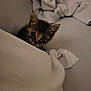 Akira participe au concours pour gagner de l'argent avec cette photo : kitten, cat, pet, animal, bed, blanket, soft, cozy, fur, cute, indoor, resting, small, curious, whiskers, ears, feline, sleepy, comfort, home