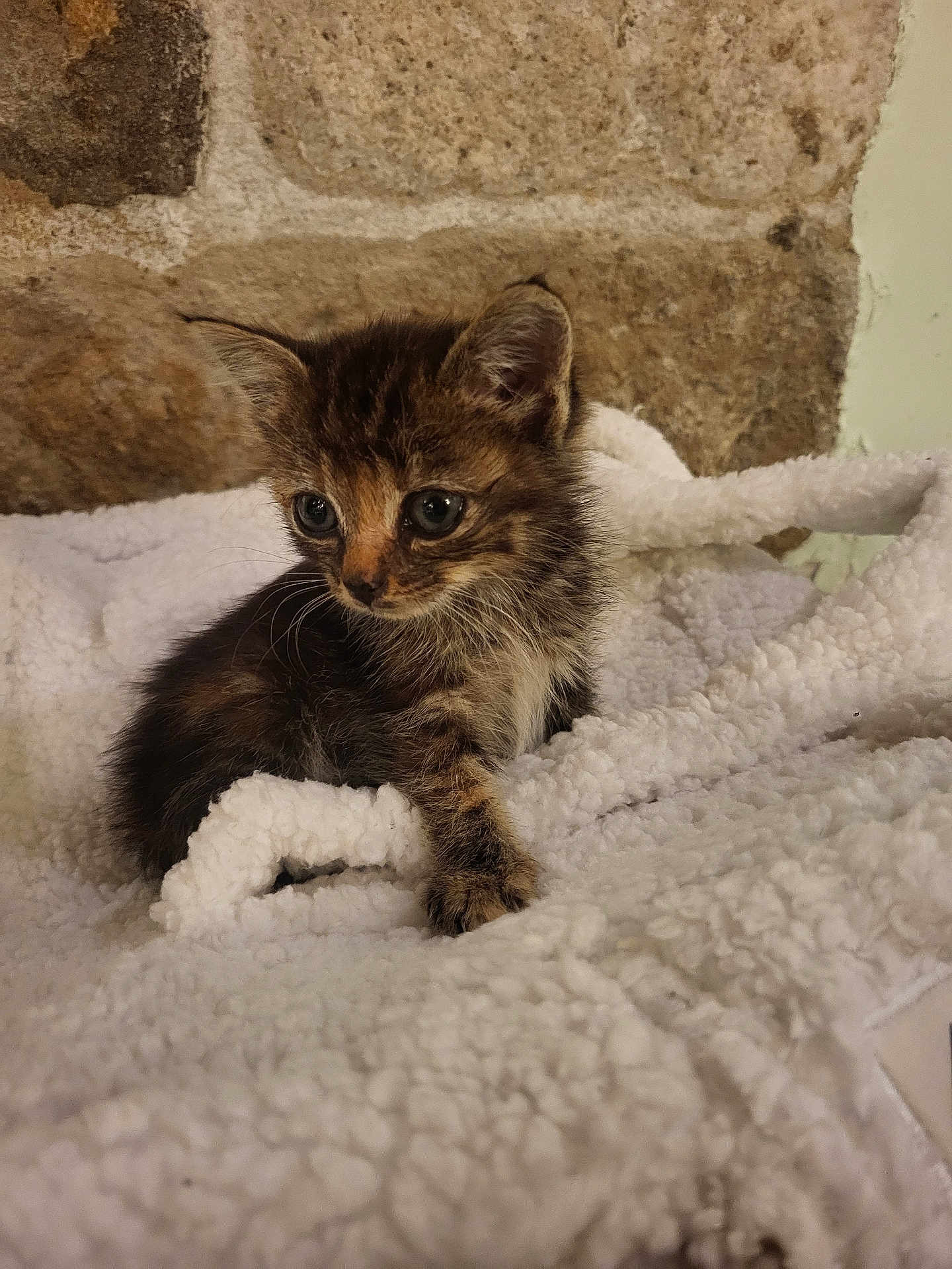 Akira participe au concours pour gagner de l'argent avec cette photo : kitten, cat, animal, pet, furry, cute, small, fluffy, blanket, white, indoor, cozy, fur, young, curious, resting, stone_wall, soft, domestic, mammal
