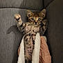Akira participe au concours pour gagner de l'argent avec cette photo : kitten, cat, pet, animal, blanket, cozy, couch, fur, tabby, spotted, paw, raised_paw, cute, lying_down, indoor, soft_texture, relaxed, young, feline, sleepy