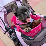 Juicy Couture joined the competition — help win amazing prizes! dog, french_bulldog, puppy, pet, stroller, pink, tongue_out, floppy_paws, upright_ears, sitting, outdoor, portrait, close_up, cute, playful, happy, fur, canine, pet_carrier, colorful