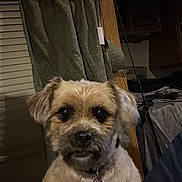 Maddie is registered to the contest to win money with this photo: animal, beige, brown, closeup, collar, companion, cozy, curtains, cute, dim_lighting, dog, ears, face, fur, home, indoor, looking, pet, portrait, tag