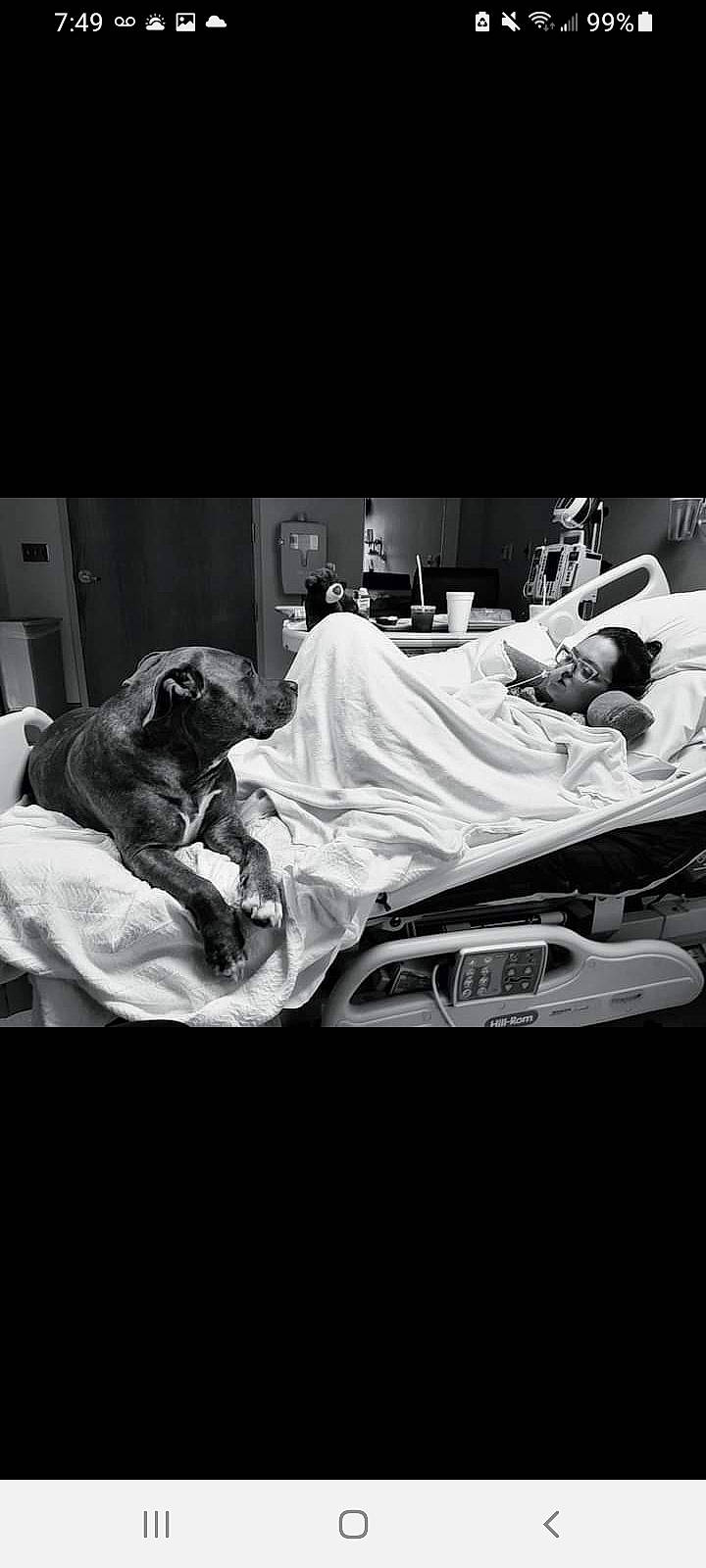 Boston is registered to the contest to win money with this photo: automotive_design, bedding, black_and_white, carnivore, comfort, companion_dog, darkness, dog, dog_breed, event, flash_photography, grey, linens, monochrome, monochrome_photography, room, sitting, still_life_photography, style, tints_and_shades