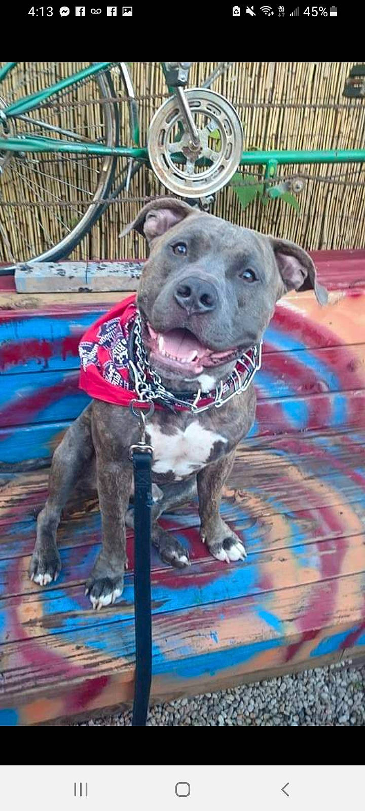 Boston is registered to the contest to win money with this photo: canidae, carnivore, collar, companion_dog, dog, dog_breed, dog_collar, dog_supply, fashion_accessory, fawn, fur, leash, non_sporting_group, pattern, pet_supply, pink, snout, sporting_group, working_animal, working_dog