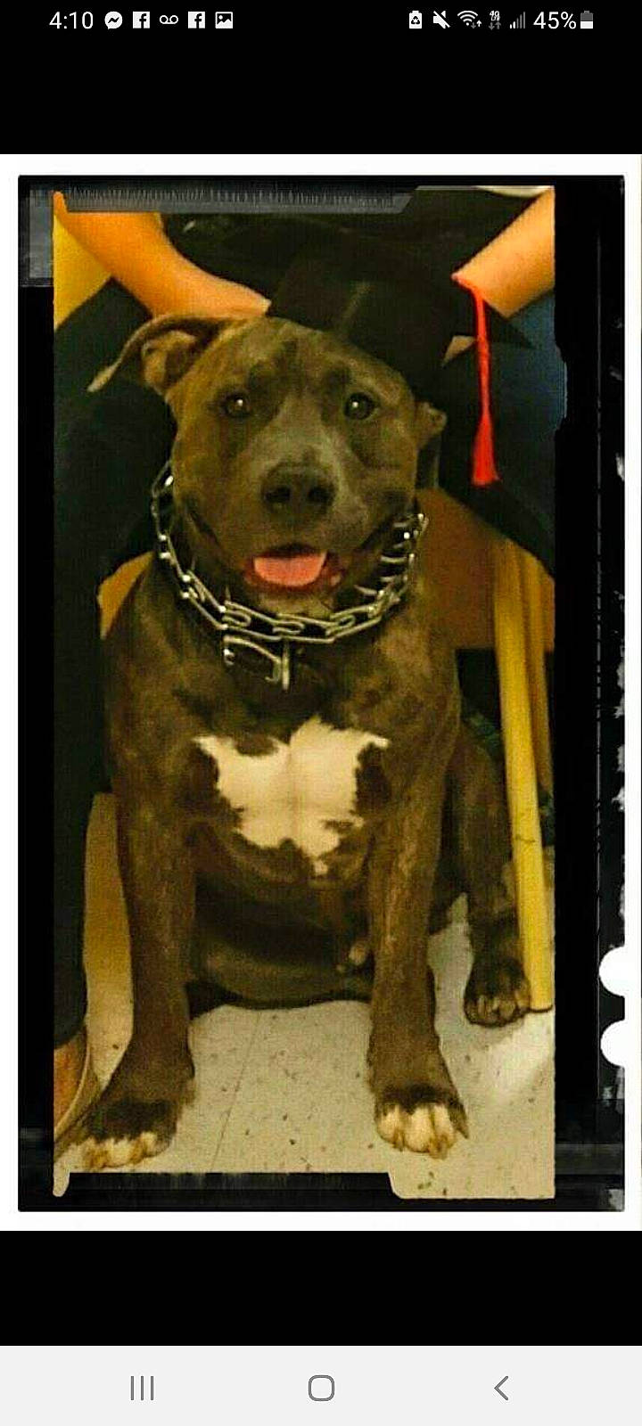 Boston joined the competition — help win amazing prizes! ancient_dog_breeds, art, canidae, carnivore, collar, companion_dog, dog, dog_breed, dog_collar, fawn, guard_dog, molosser, non_sporting_group, pet_supply, rectangle, snout, sporting_group, whiskers, working_animal, working_dog