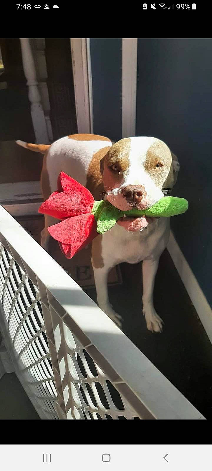 Diya is registered to the contest to win money with this photo: animal_shelter, canidae, carnivore, circle, collar, companion_dog, dog, dog_breed, dog_collar, dog_supply, fawn, fence, liver, non_sporting_group, pet_supply, pink, snout, sporting_group, tennis_ball, working_animal