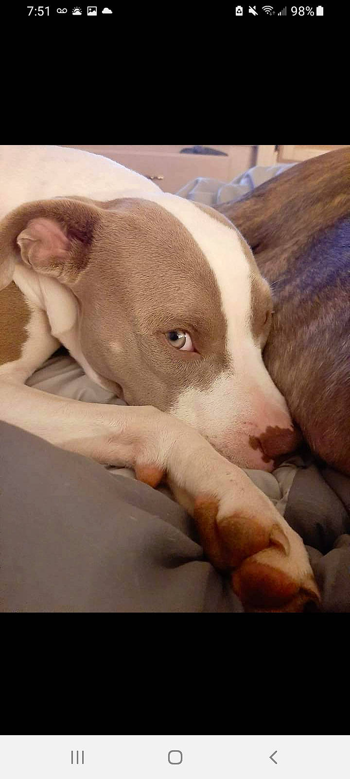 Diya is registered to the contest to win money with this photo: canidae, carnivore, comfort, companion_dog, dog, dog_breed, ear, eye, fawn, liver, nail, no_expression, non_sporting_group, paw, snout, sporting_group, terrestrial_animal, whiskers, working_animal