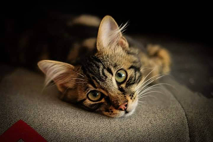 Éclair participe au concours pour gagner de l'argent avec cette photo : carnivore, cat, claw, darkness, domestic_short_haired_cat, eye, felidae, fur, macro_photography, paw, small_to_medium_sized_cats, snout, terrestrial_animal, whiskers, wildlife