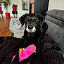 Junior participe au concours pour gagner de l'argent avec cette photo : dog, black_dog, plush_toy, pink_toy, couch, blanket, living_room, plant, flower_pot, wooden_floor, furniture, pet, domestic_animal, cozy, indoor, relaxing, cute, toy, animal, home