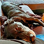 Junior a rejoint le concours — aidez-le/la à gagner de superbes lots ! dog, brown_dog, couch, blanket, indoor, resting, relaxed, sunlight, pet, canine, fur, home, cozy, animal, laying_down, close_up, comfort, lap, sleepy, domestic