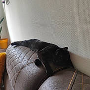 Chaton a rejoint le concours — aidez-le/la à gagner de superbes lots ! black_cat, cat, sleeping, couch, quilted_couch, indoor, wall, plant, potted_plant, yellow_pot, relaxing, furniture, pet, animal, cozy, resting, domestic_cat, feline, home, quiet
