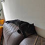 black_cat, cat, sleeping, couch, quilted_couch, indoor, wall, plant, potted_plant, yellow_pot, relaxing, furniture, pet, animal, cozy, resting, domestic_cat, feline, home, quiet