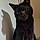 Chaton