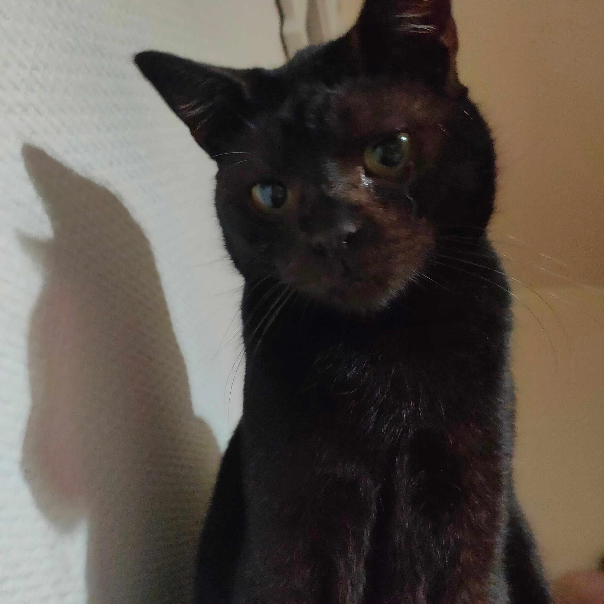 Chaton