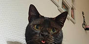 Chaton a rejoint le concours — aidez-le/la à gagner de superbes lots ! cat, black_cat, pet, animal, indoor, close_up, tongue_out, whiskers, ears, curious, confused, wall, picture_frame, home, cozy, feline, portrait, shadow, yellow_eyes, cute